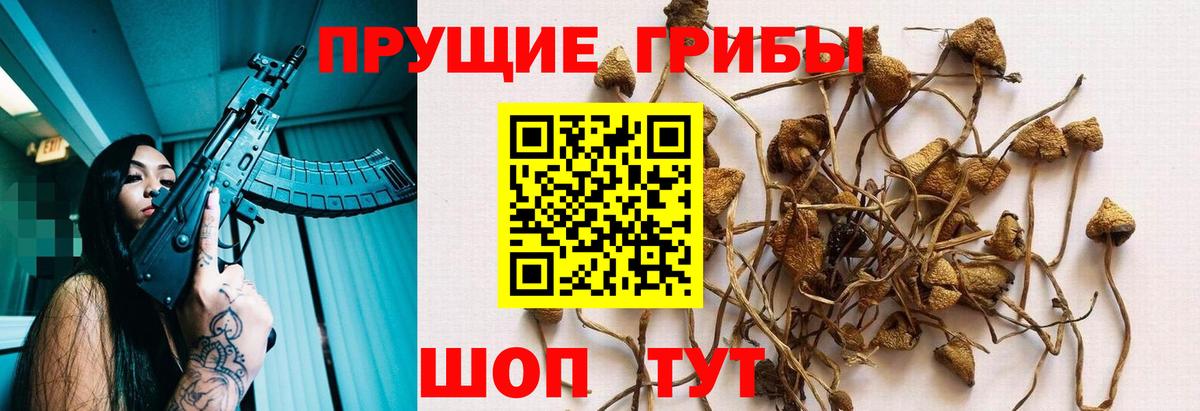 Галлюциногенные грибы Psilocybine cubensis Кулебаки